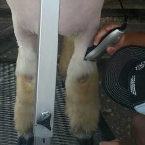 Meet your Posher, Chase